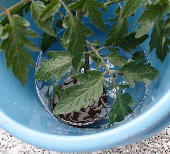 トマトの苗を水につける