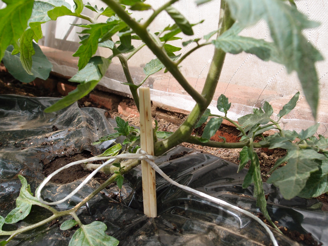 トマトの植え付けと仮支柱