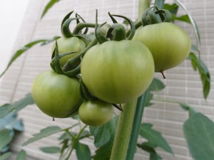 実ができ始めた大玉トマト