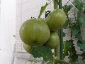 大玉トマトの6月の様子
