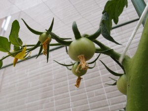 トマトが花から実を付ける様子