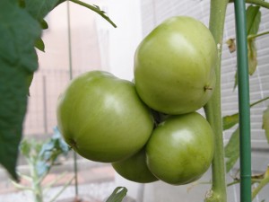 6月15日の大玉トマト