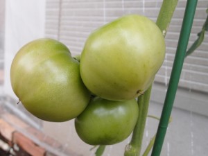 6月24日の大玉トマト