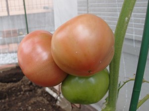 6月26日の大玉トマト