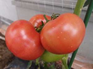 6月27日の大玉トマト