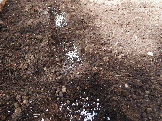 土を被せていない溝に化成肥料を撒く