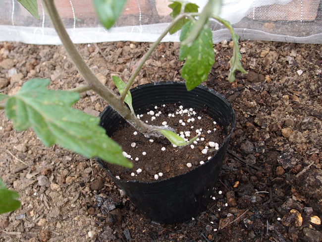 トマトの苗に化成肥料を追肥