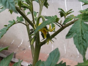大玉トマト麗夏の一番花