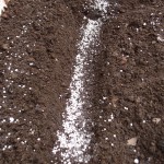溝を掘り化成肥料を入れる