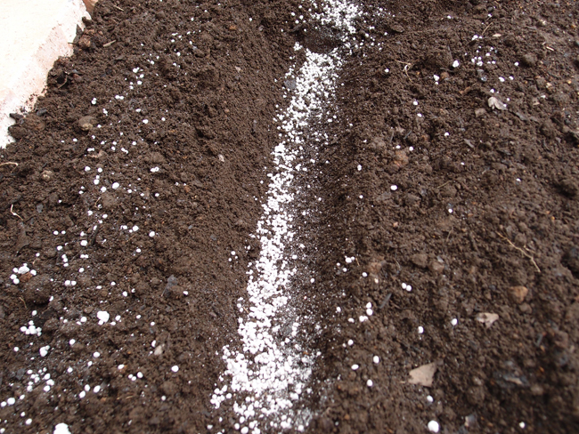 溝を掘り化成肥料を入れる
