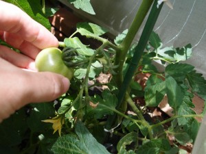 大玉トマトの一番果を収穫する