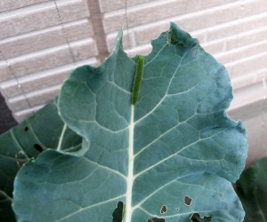 ブロッコリーの害虫対策 新築の庭で家庭菜園ブログ