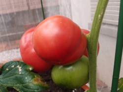 6月28日の大玉トマト