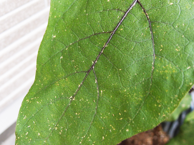 ナスの葉に白い点