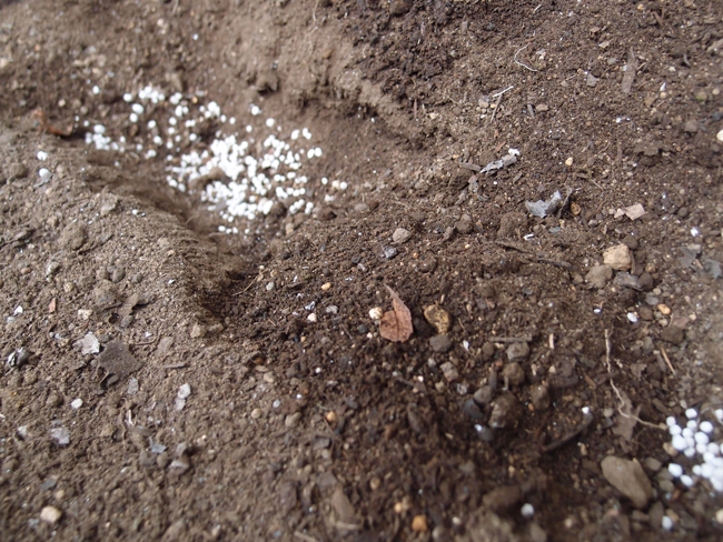 種芋の間に軽く化成肥料を撒く