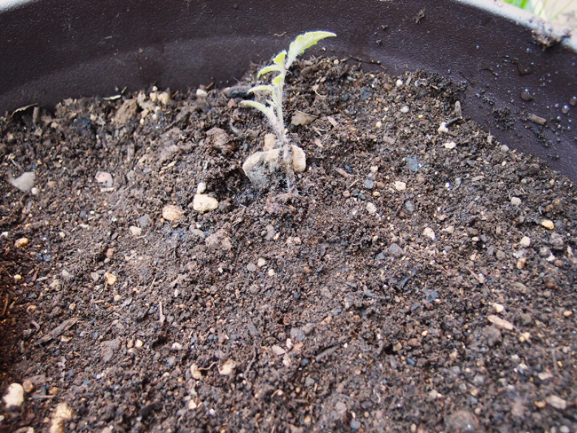 元気に育つトマトの植え方