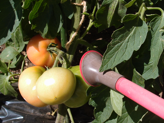 トマトの水やりと実割れついて 新築の庭で家庭菜園ブログ