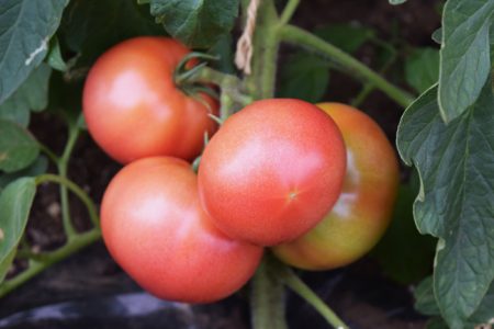 赤く色づく大玉トマト