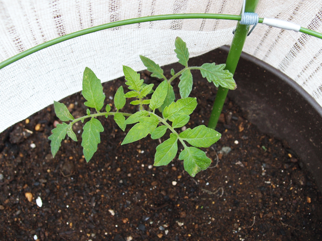 鉢植えトマト定植10日後