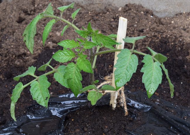 ミニトマトの植え方