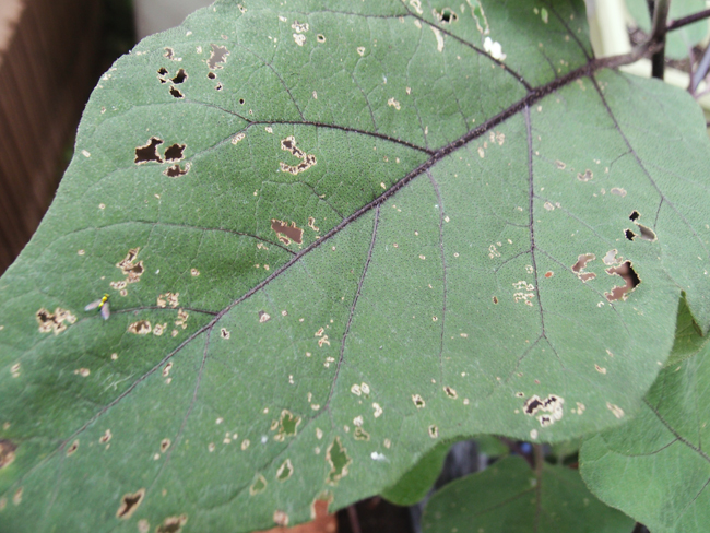 テントウムシダマシに食害された葉