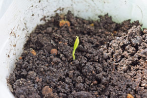 ピーマンの種まきと育て方 新築の庭で家庭菜園ブログ